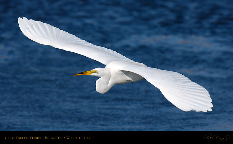 GreatEgret_Flight_X4594