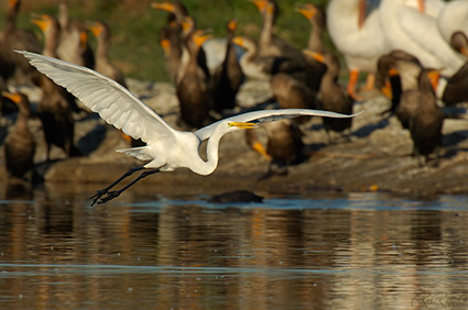 GreatEgret_Flight_X7421