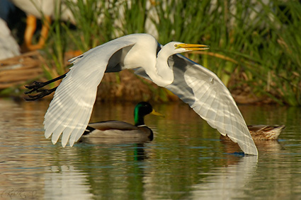 GreatEgret_Flight_X7426