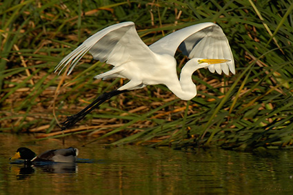 GreatEgret_Flight_X7432