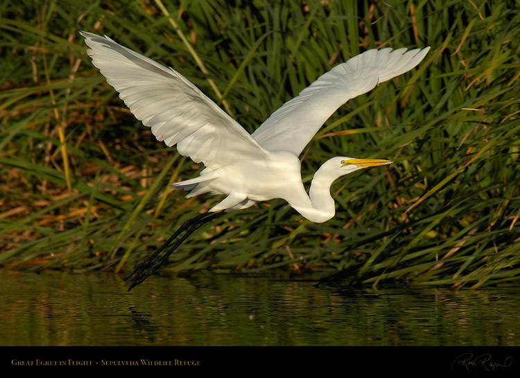 GreatEgret_Flight_X7433