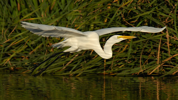 GreatEgret_Flight_X7434