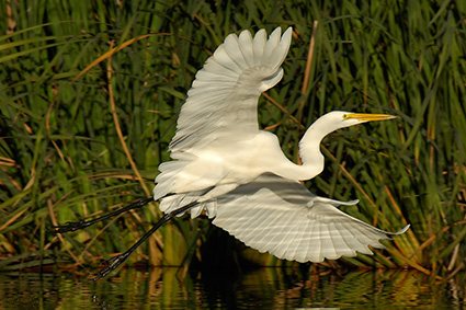 GreatEgret_Flight_X7443