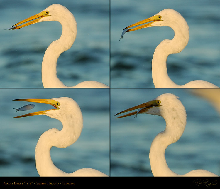 GreatEgret_Flip_0157-160M