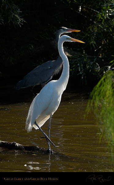 GreatEgret_GBHeron_X8403