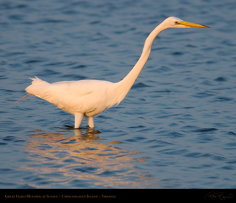 GreatEgret_Hunting_3767