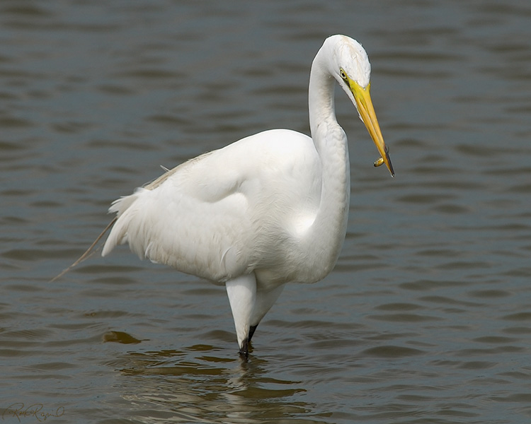 GreatEgret_Hunting_4094M