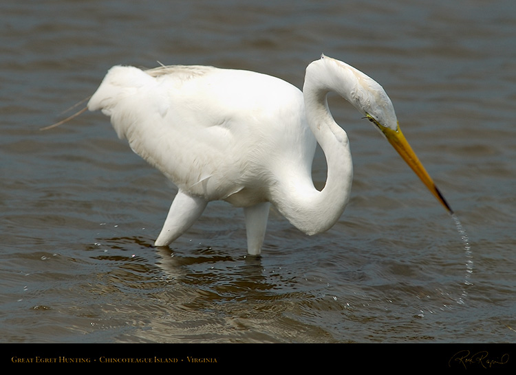 GreatEgret_Hunting_4125