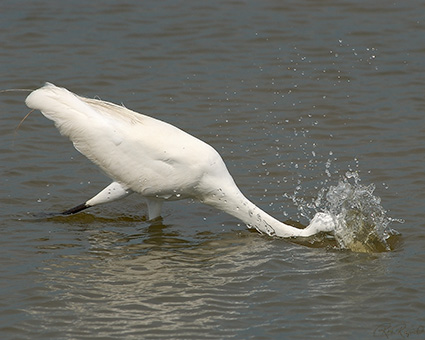 GreatEgret_Hunting_4137M