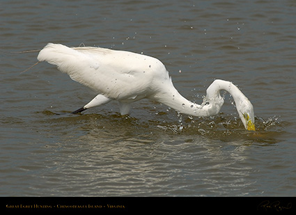 GreatEgret_Hunting_4138