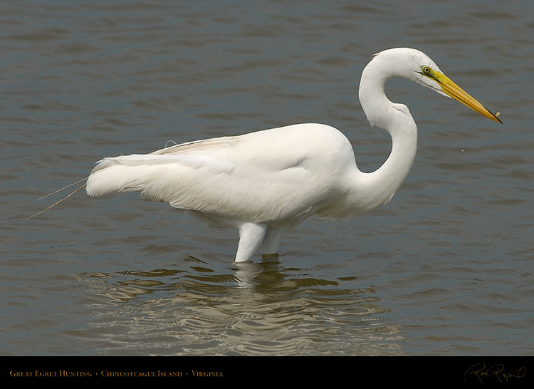 GreatEgret_Hunting_4143