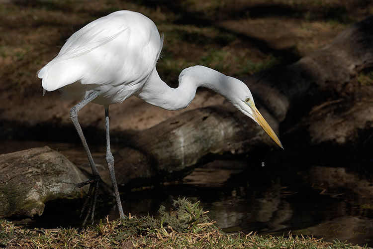 GreatEgret_Hunting_X8261