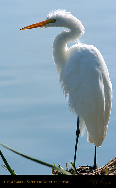 GreatEgret_Portrait_0125