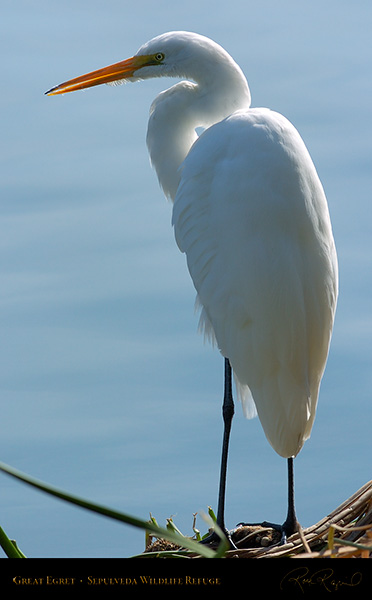 GreatEgret_Portrait_0129