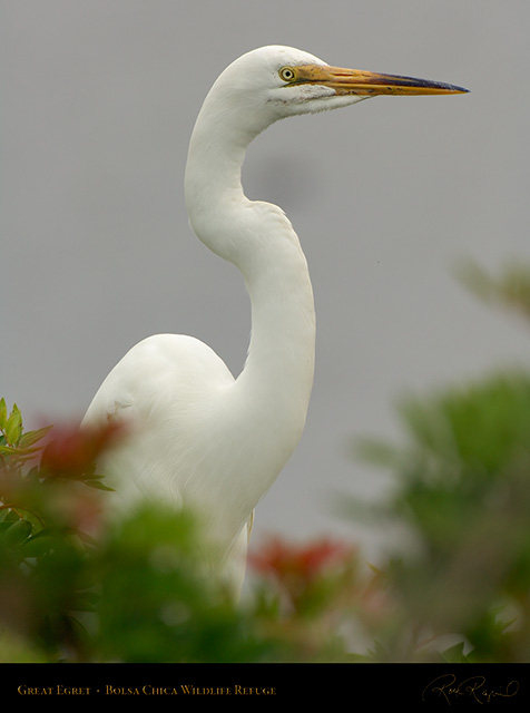 GreatEgret_Portrait_X1068