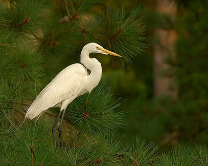 GreatEgret_Roosting_3792M