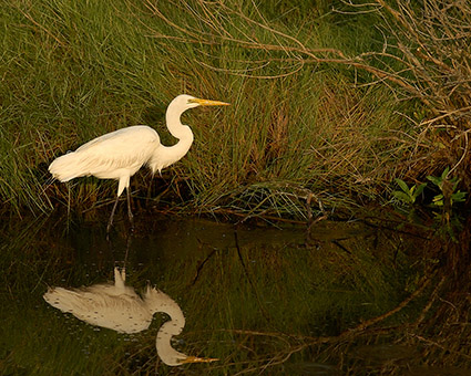 GreatEgret_SunriseHunt_3898M