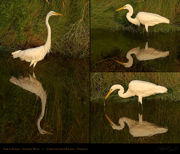 GreatEgret_SunriseHunt_M