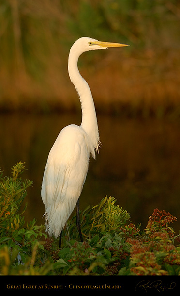 GreatEgret_Sunrise_3821