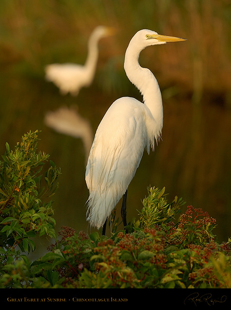 GreatEgret_Sunrise_3828