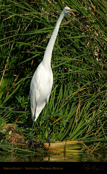 GreatEgret_X5378