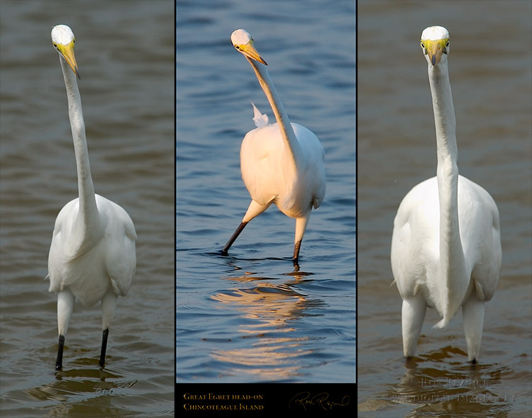 GreatEgret_head-on_M