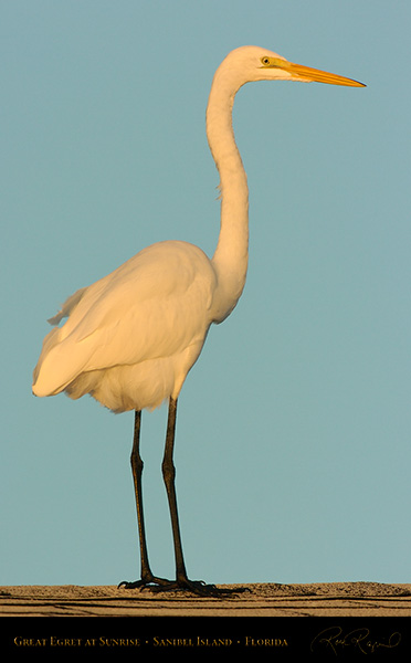 GreatEgret_onRoof_Sunrise_0135