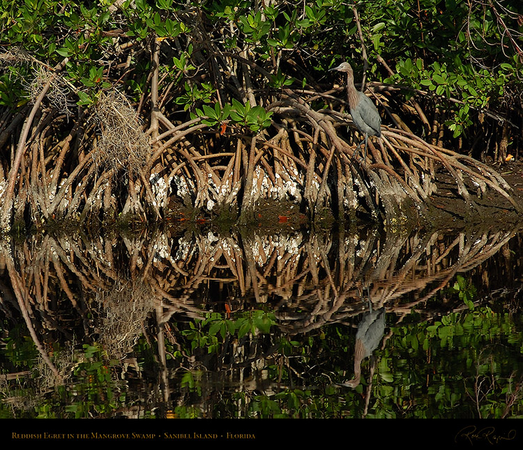 ReddishEgret_Mangrove_1589M