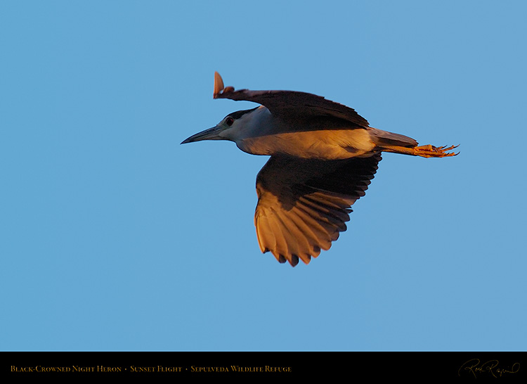 BCN_Heron_SunsetFlight_HS6925