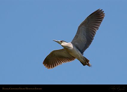 BCNheron_Flight_1145