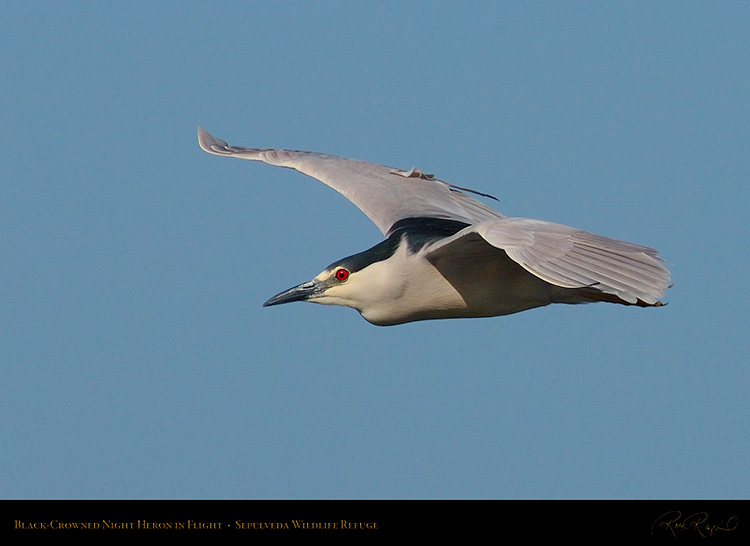 BCNheron_Flight_X0126