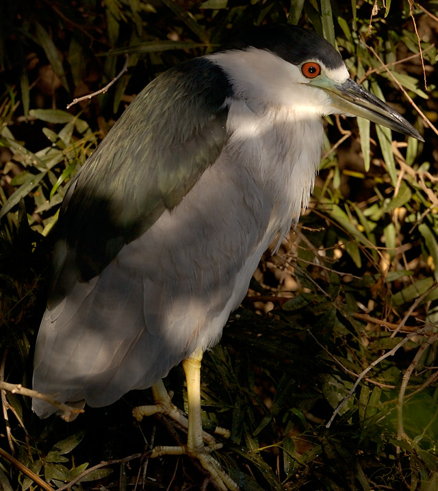 BCNheron_HS3722