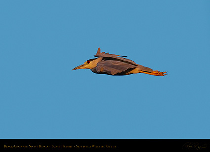 BCNheron_SunsetFlight_HS6936