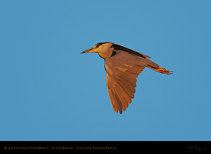 BCNheron_SunsetFlight_HS6937