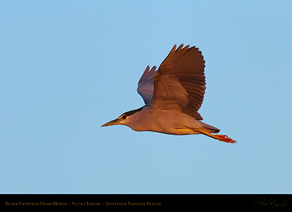 BCNheron_SunsetFlight_HS7128