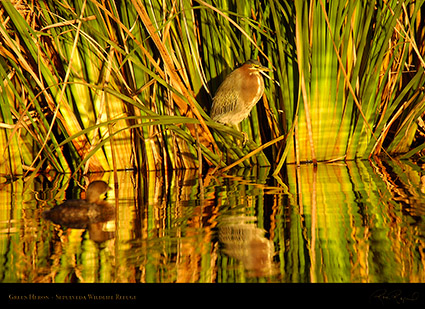 GreenHeron_1545