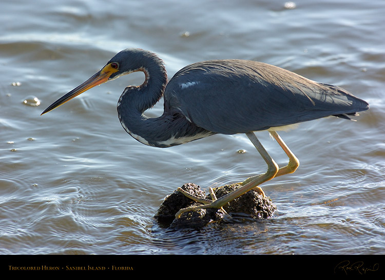 Tricolored_Heron_0383