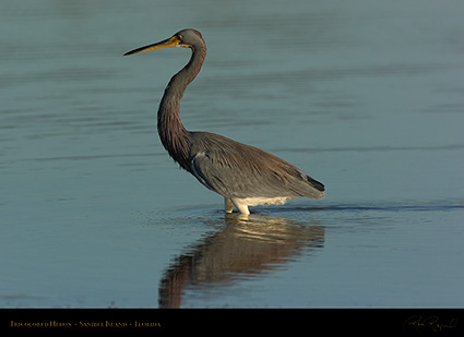 Tricolored_Heron_1550