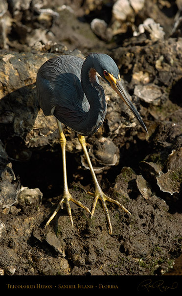 Tricolored_Heron_1634