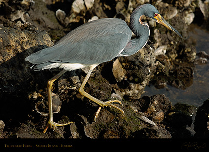 Tricolored_Heron_1637