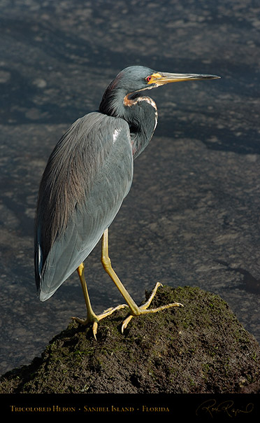 Tricolored_Heron_1650