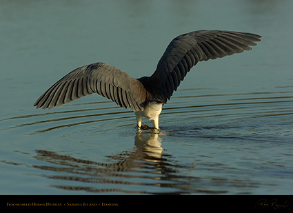 Tricolored_Heron_Display_1537