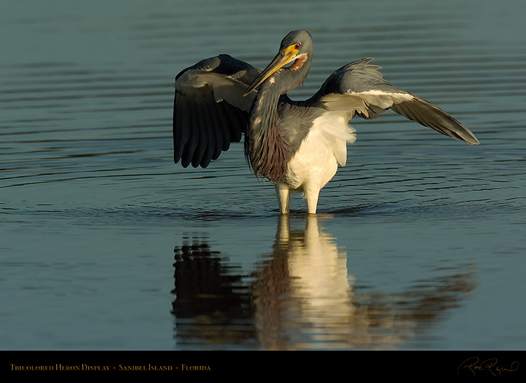 Tricolored_Heron_Display_1543