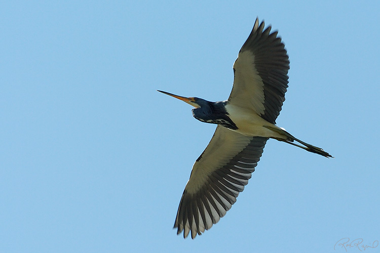 Tricolored_Heron_Flight_1599