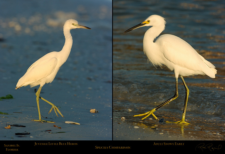 LittleBlueHeronJuvenile_SnowyEgret_Comparison_0165_0232