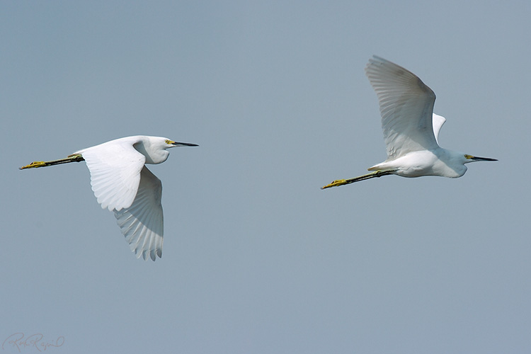 SnowyEgret_FlightStudy