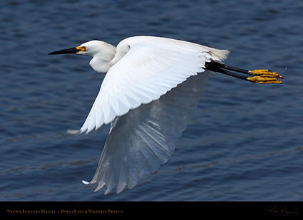 SnowyEgret_Flight_HS4593