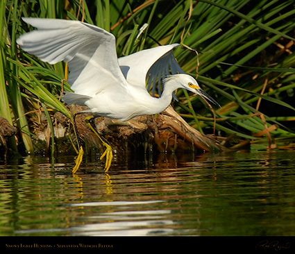 SnowyEgret_Hunting_X5419M