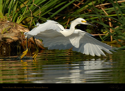 SnowyEgret_Hunting_X5420