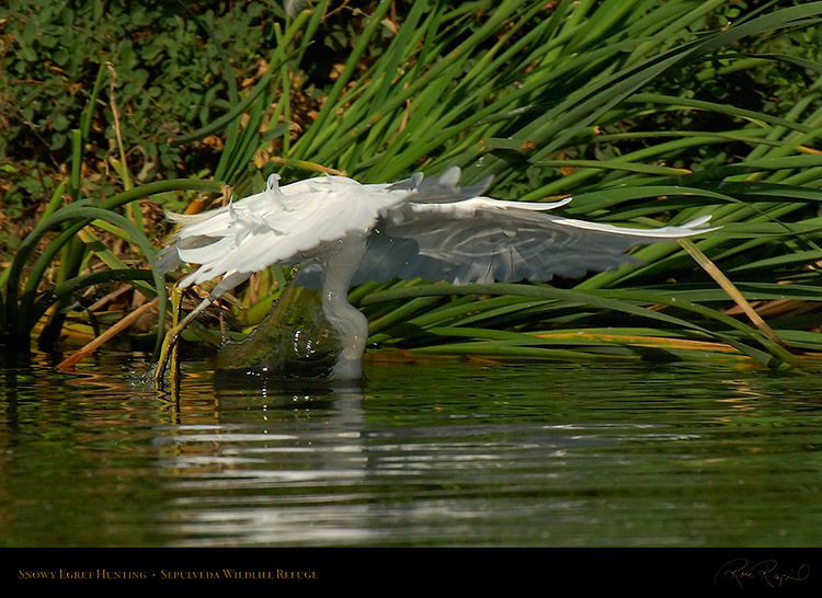 SnowyEgret_Hunting_X5442